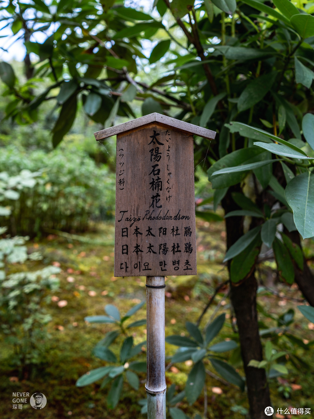 2023.07 大阪 京都 贵船 神户照片记录