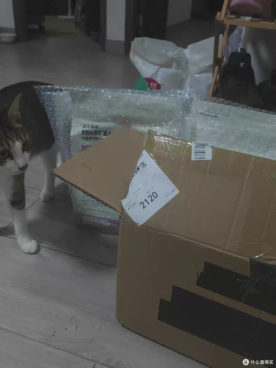养猫小贴士:如何让你的猫咪更健康