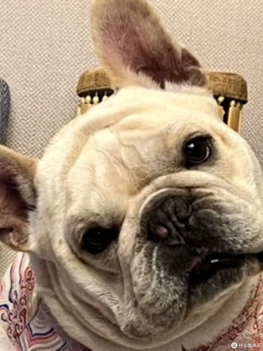 我的斗牛犬