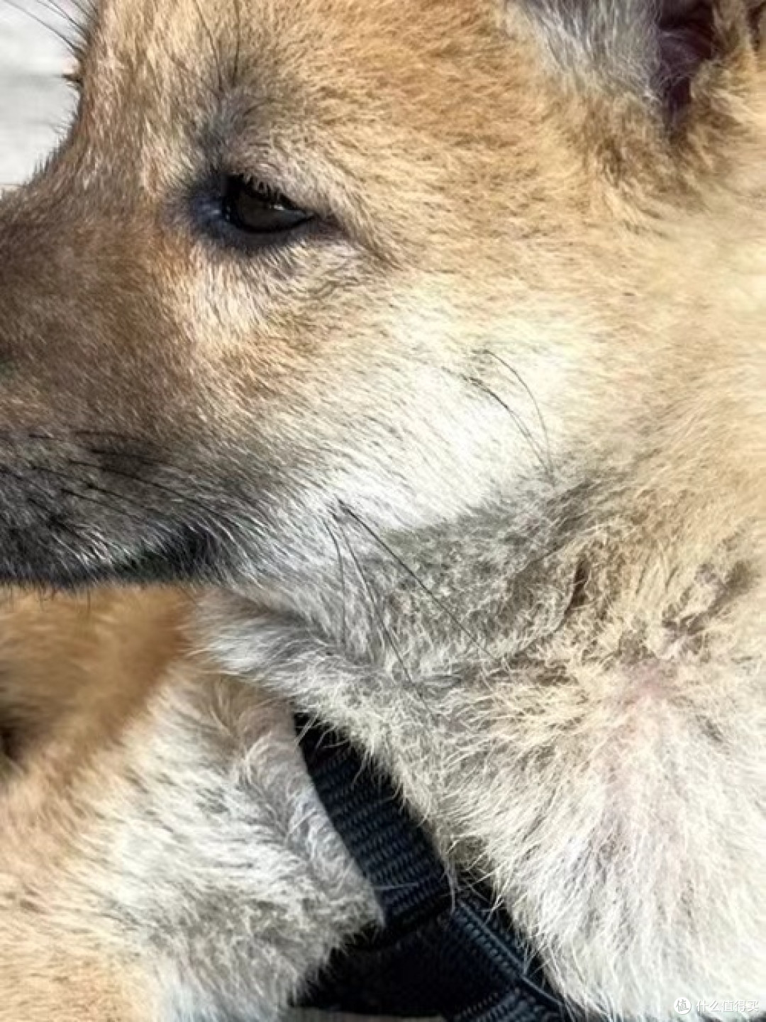 狗狗带来安全感