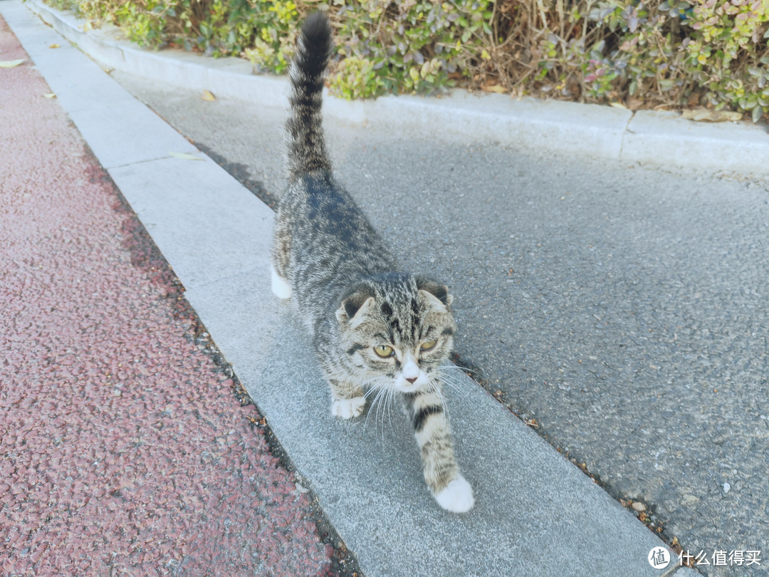 又遇到一只流浪猫，一直跟着，要不要收养？