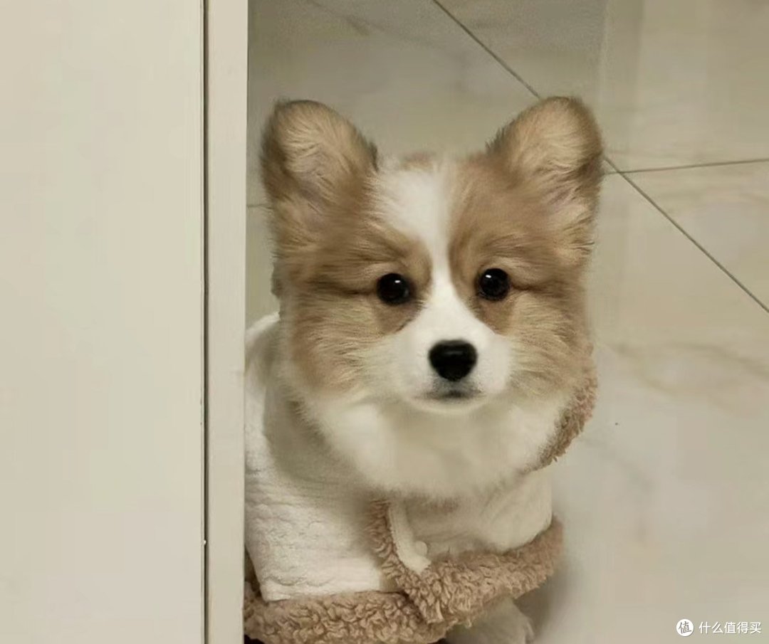 乖乖的小狗最可爱啦