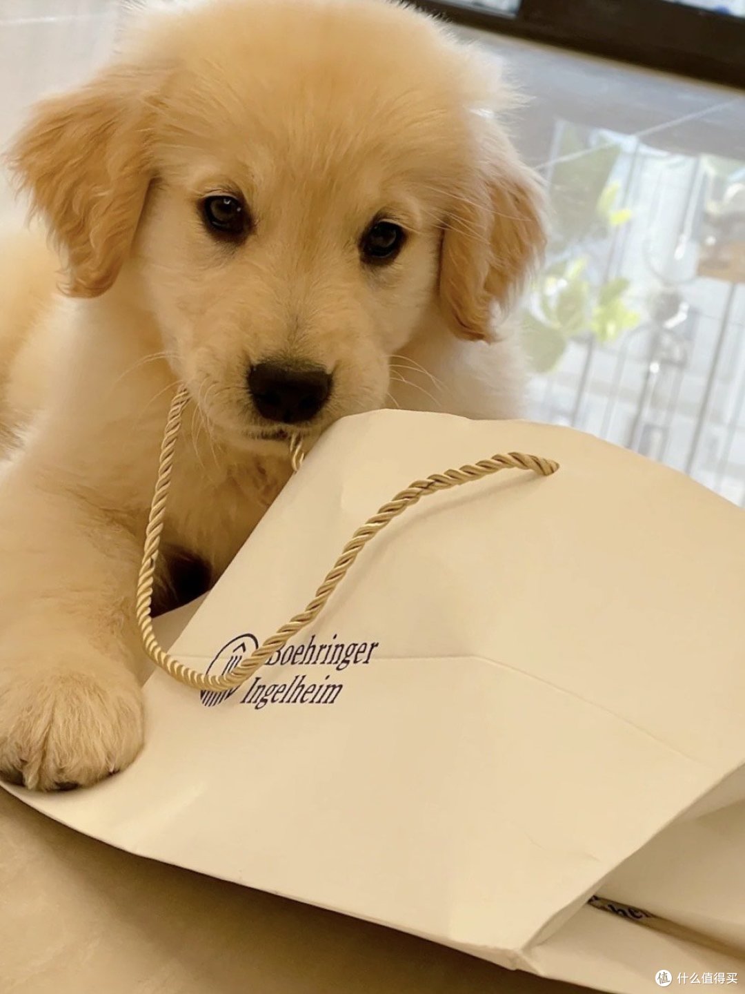 陪伴你的黄金宝贝🐶