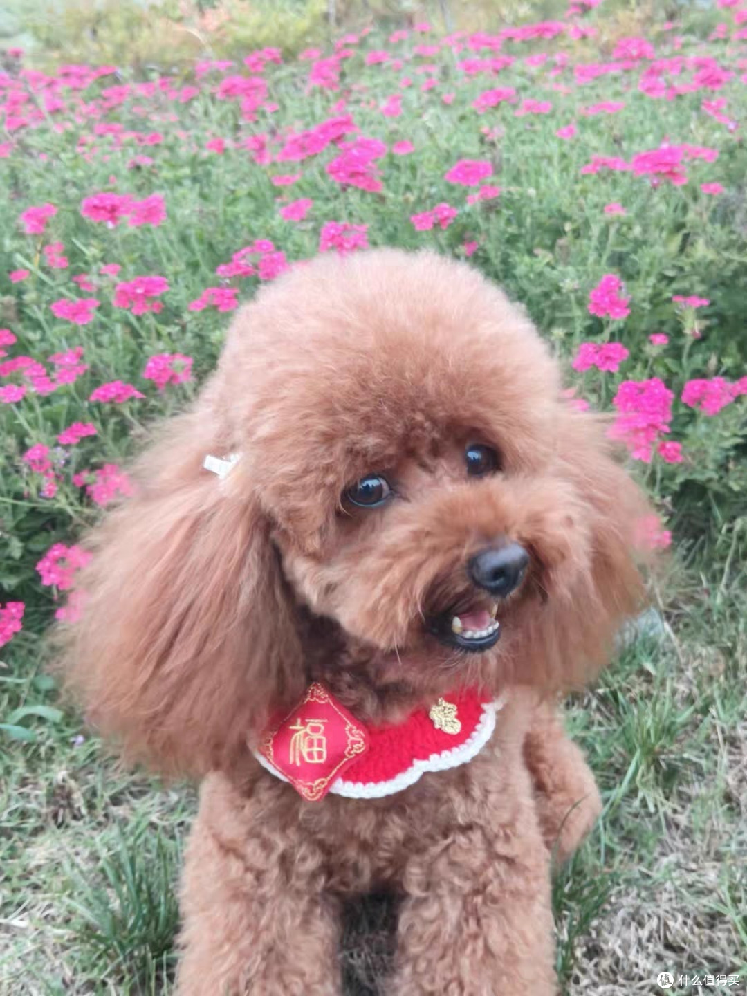 养狗消费:狗粮