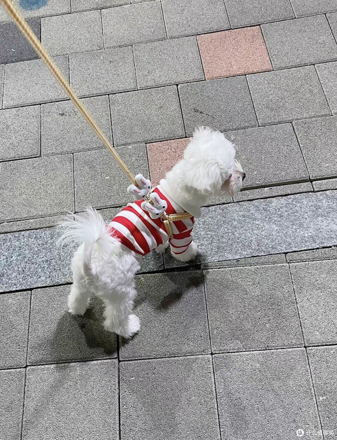 狗狗