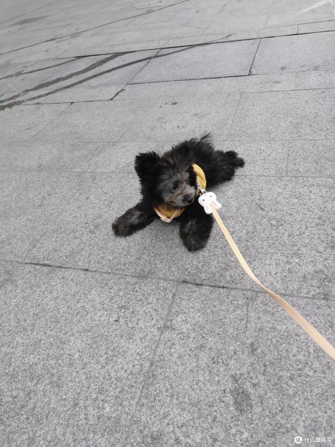 狗狗
