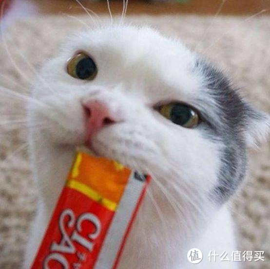 猫条选购指南