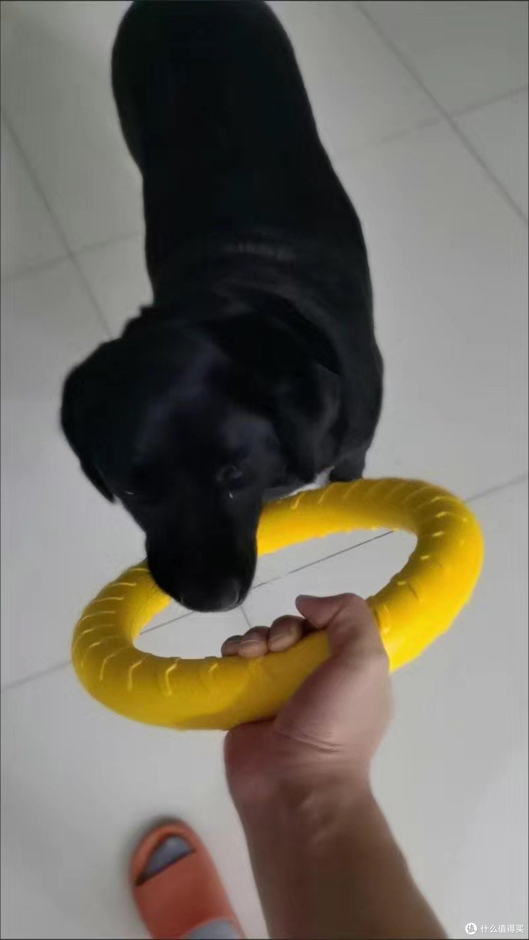 狗狗玩具真不错