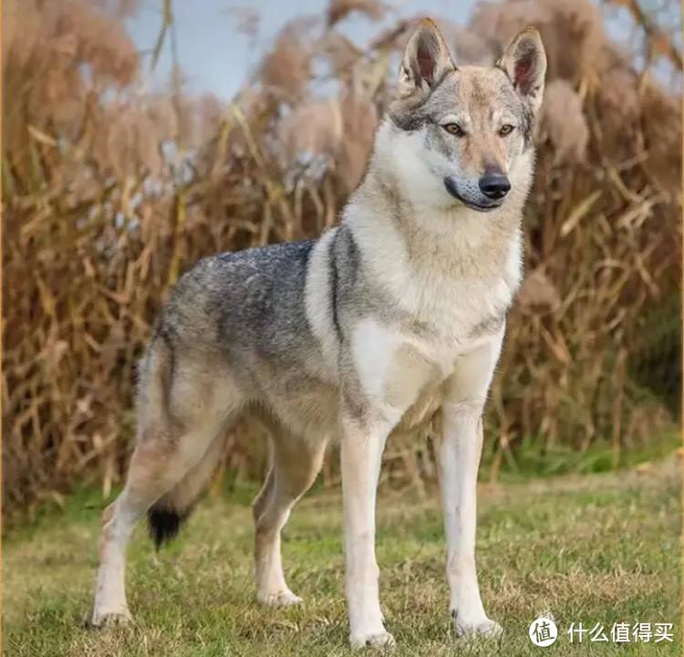 茶犬宠物图片