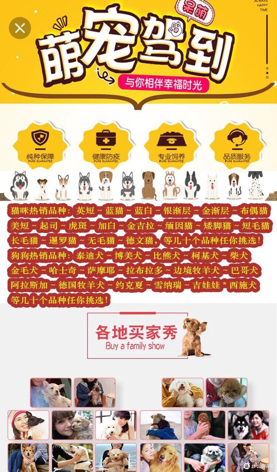 纯种捷克狼犬幼犬宠物狗狗活体小狗幼崽