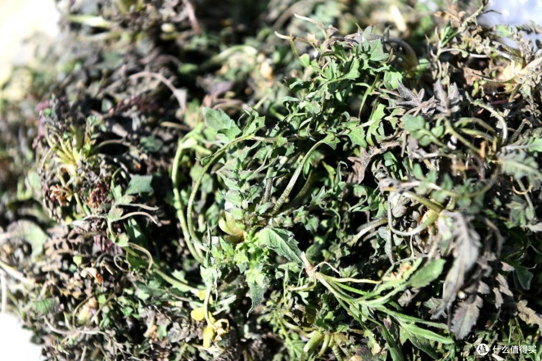 初冬季节,白菜、萝卜靠边站,它才是冬季第一鲜,鲜嫩当季别错过