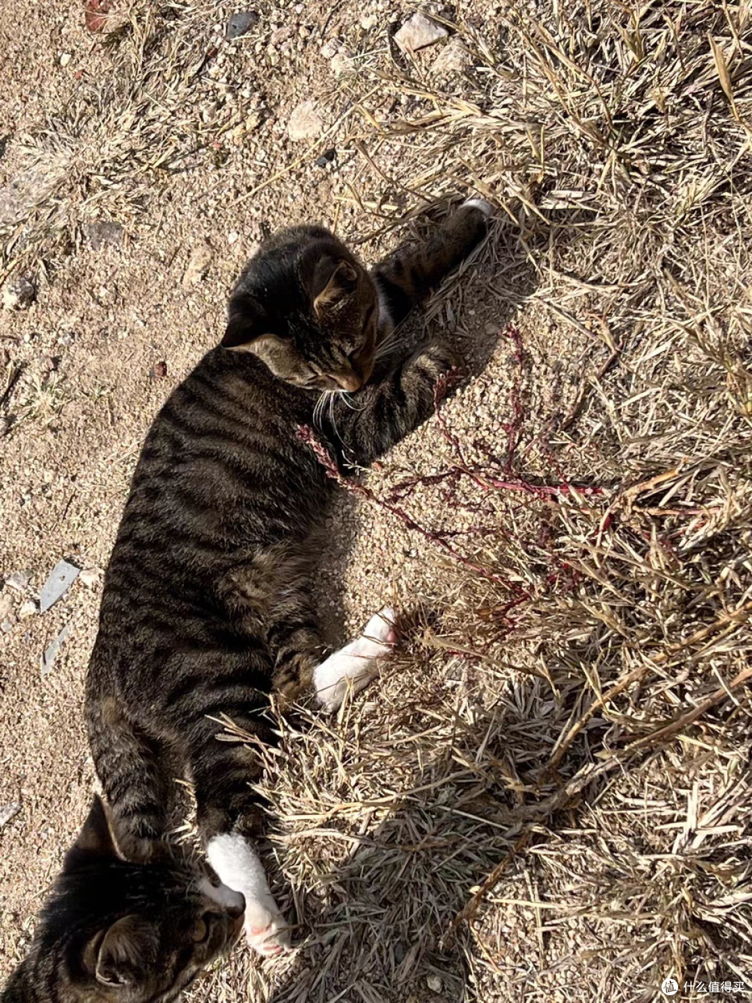 猫咪