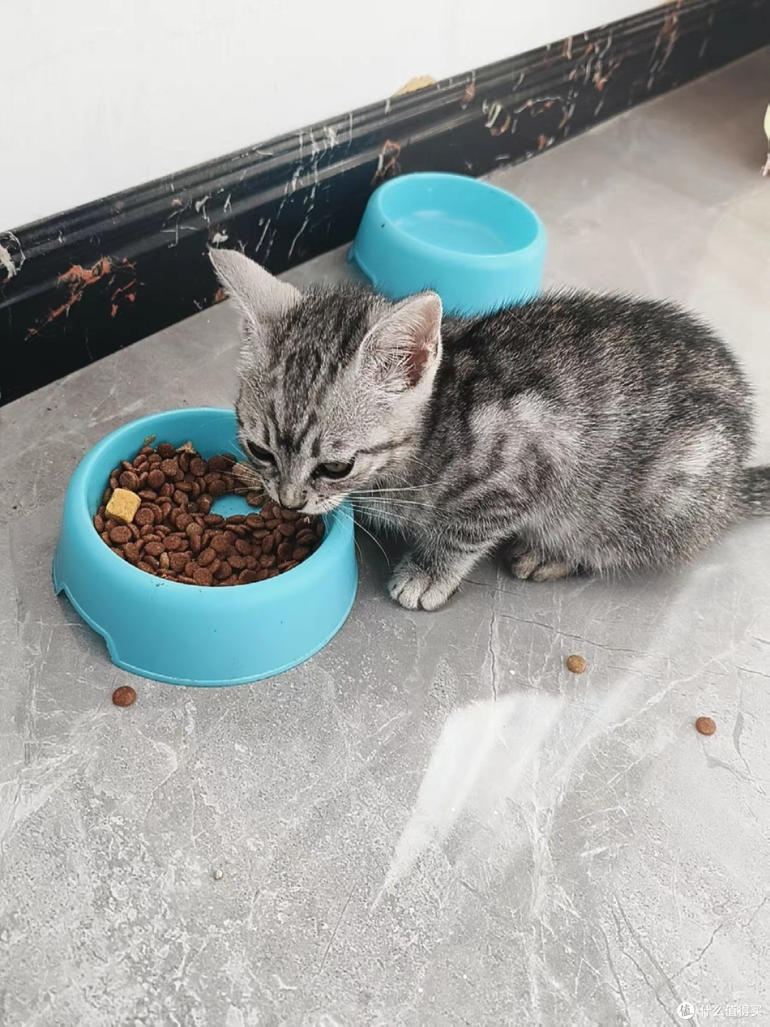 猫咪
