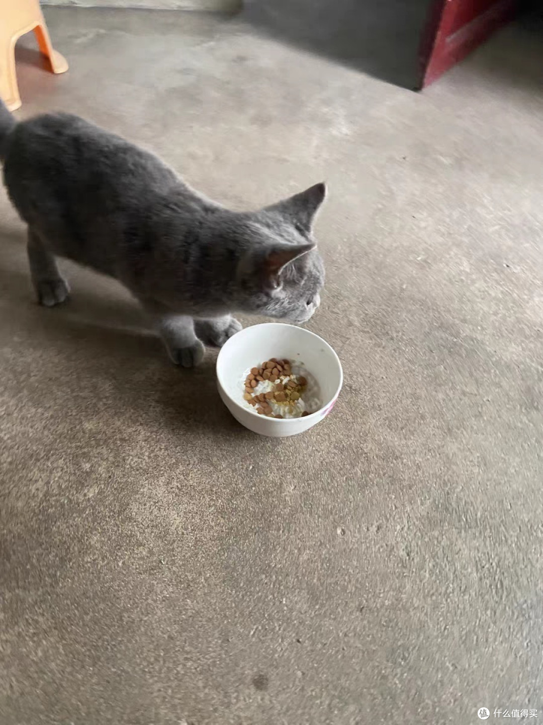 猫咪