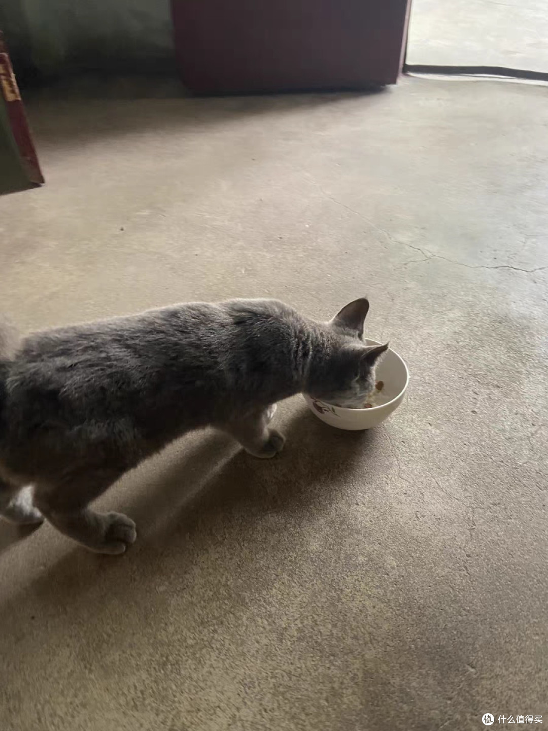 猫咪