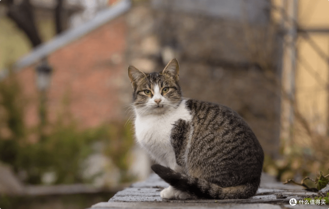 哪款品牌的猫罐头猫咪爱吃？个人觉得好的猫罐头牌子分享