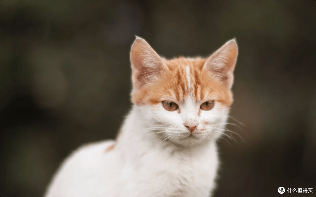 哪款品牌的猫罐头猫咪爱吃？个人觉得好的猫罐头牌子分享