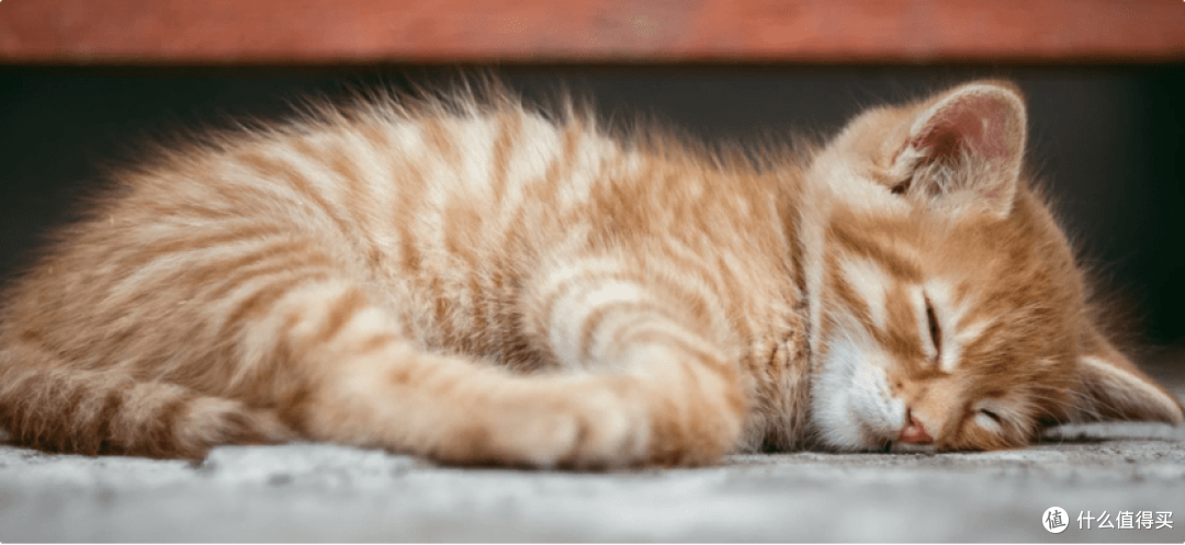 国产主食罐头哪个牌子猫咪爱吃？专业人士告诉你国产主食罐头那个好！