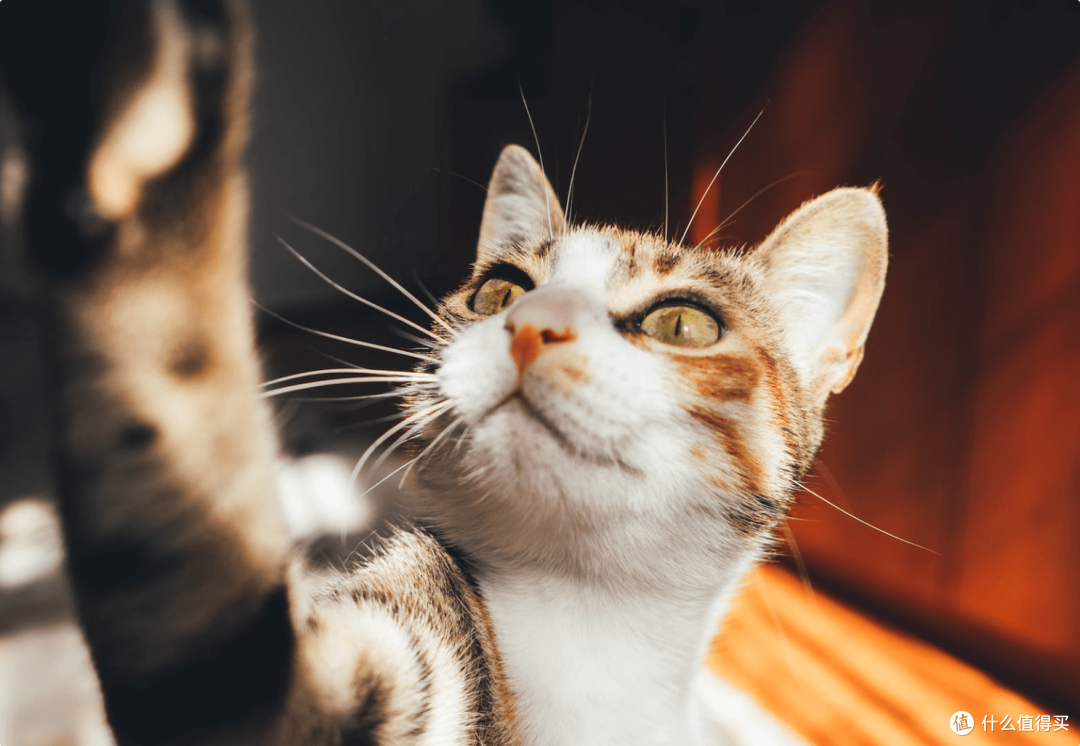 国产主食罐头哪个牌子猫咪爱吃？专业人士告诉你国产主食罐头那个好！