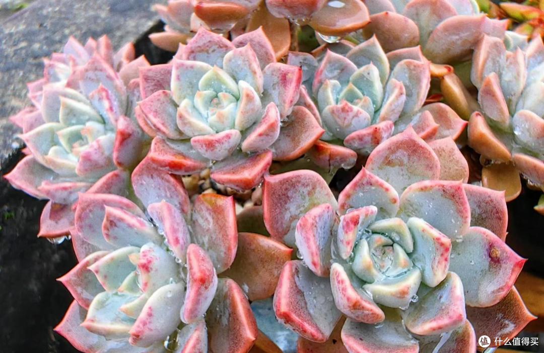5种“普货”多肉,冬天给点阳光就“灿烂”,仙气飘飘,美爆了!