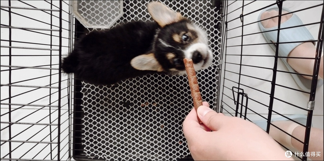 狗狗零食好物