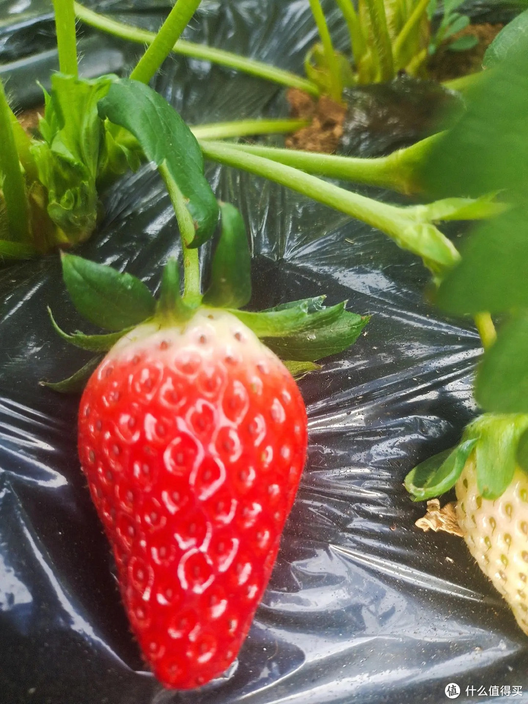 草莓营养价值高，但这几种人不宜多吃