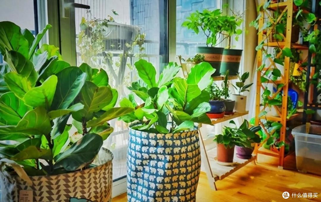 刚搬进新房子养上这几盆绿植寓意满满还睡的香