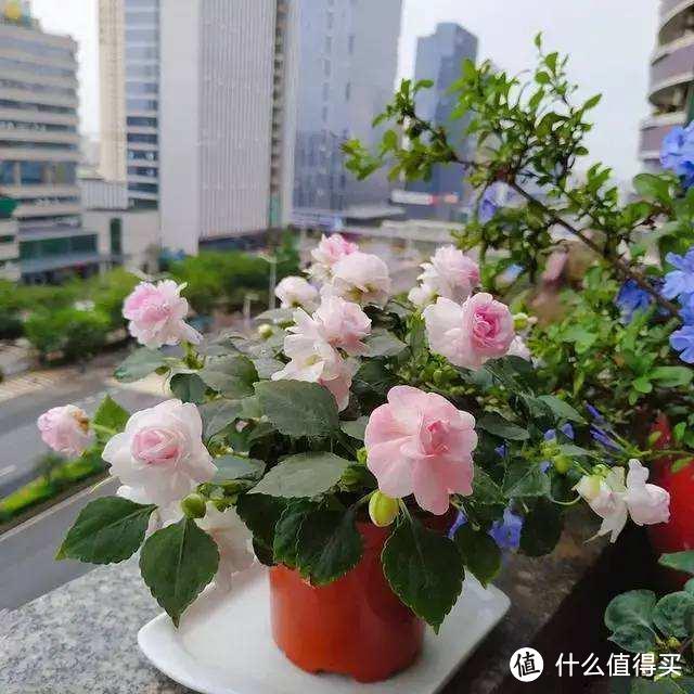3年养死了上百盆花,终于“悟”了,原来正确的施肥方法是根本
