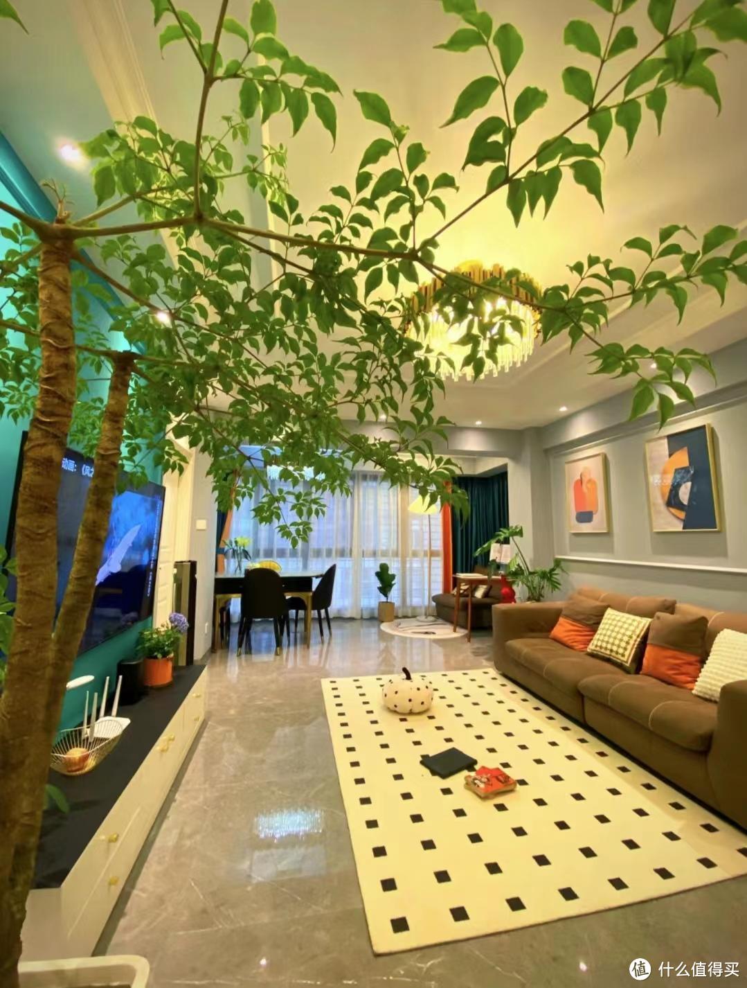 养花20年，终于找到了打造“高级客厅”的7种“绿植”，晒晒