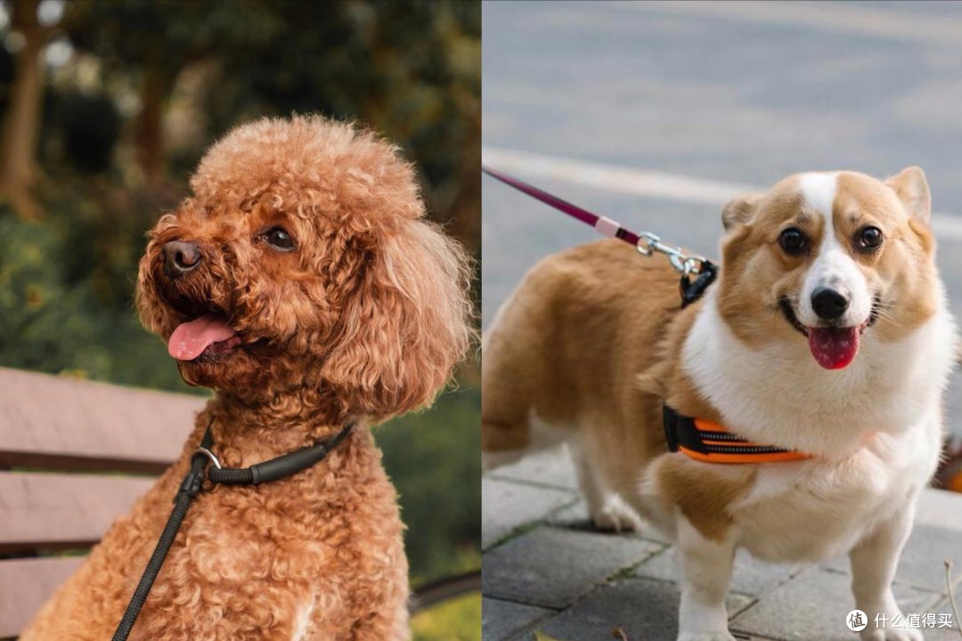 盘点两种可爱的宠物犬，你喜欢哪种？