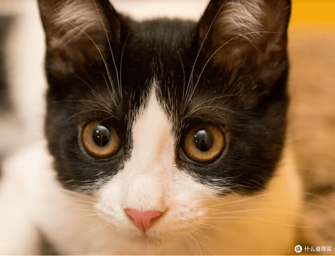 哪些猫罐头品牌口碑比较好？口碑比较好的猫罐头分享