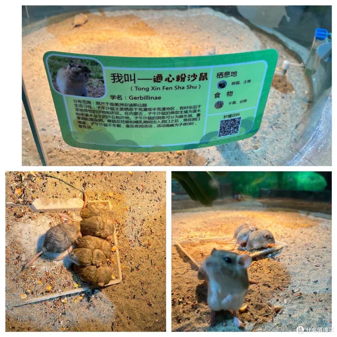 商场的萌宠乐园,很火,但是没什么玩的