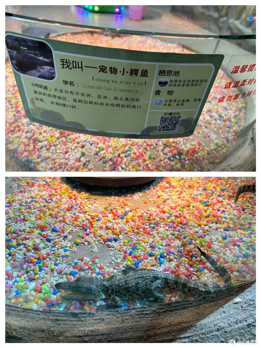 商场的萌宠乐园,很火,但是没什么玩的