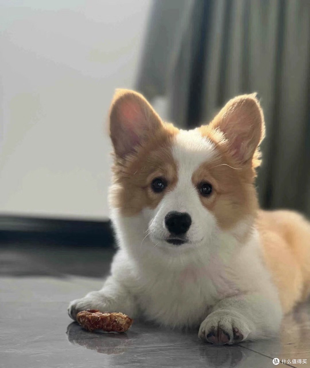 长毛柯基犬，超喜欢的可爱小狗🐶，大家一起来看可爱的小狗狗！