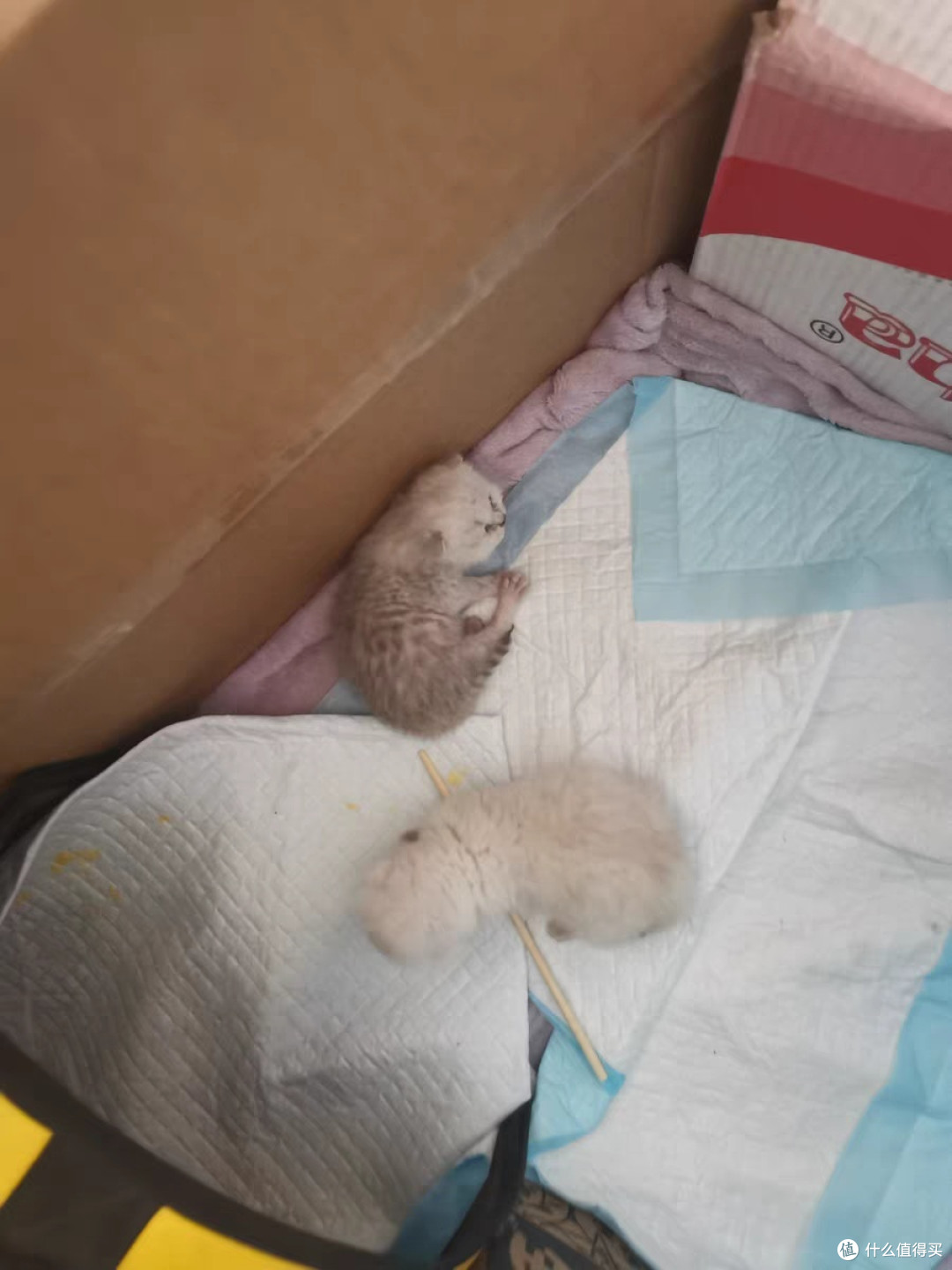 宠物尿垫