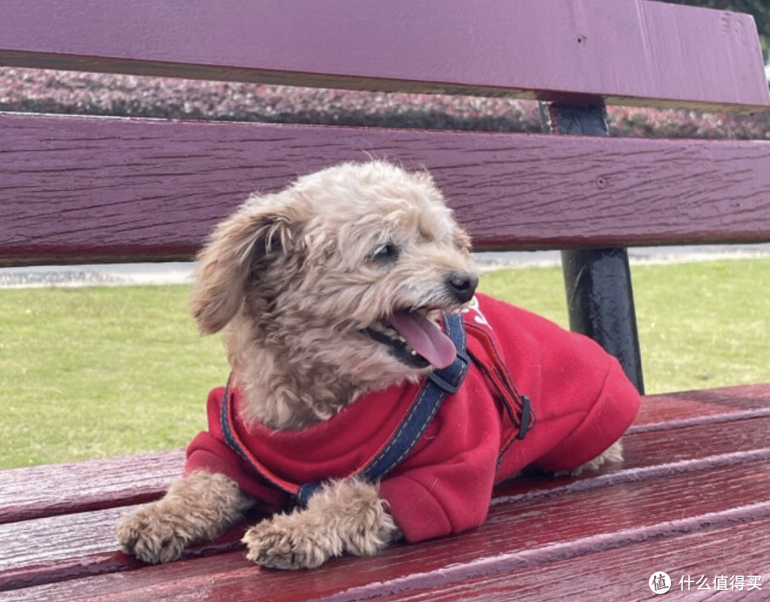 迪普尔狗链：小型犬、中型犬适用，让狗狗更加自由自在!