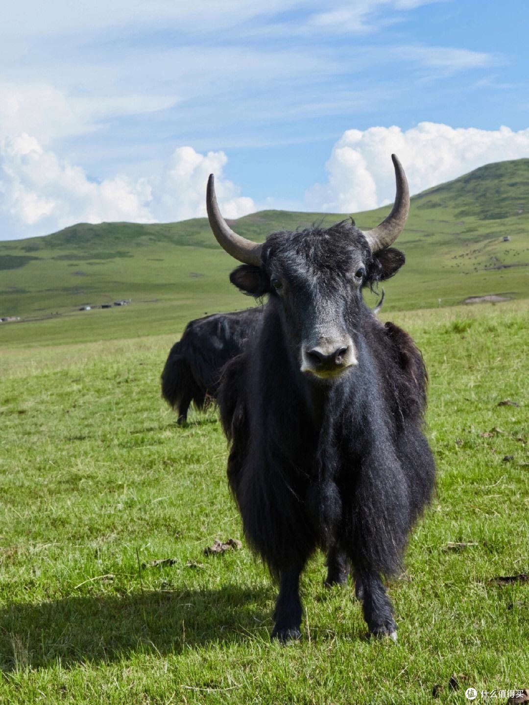 「青藏高原上的牦牛:生态环境和生物多样性的保护」