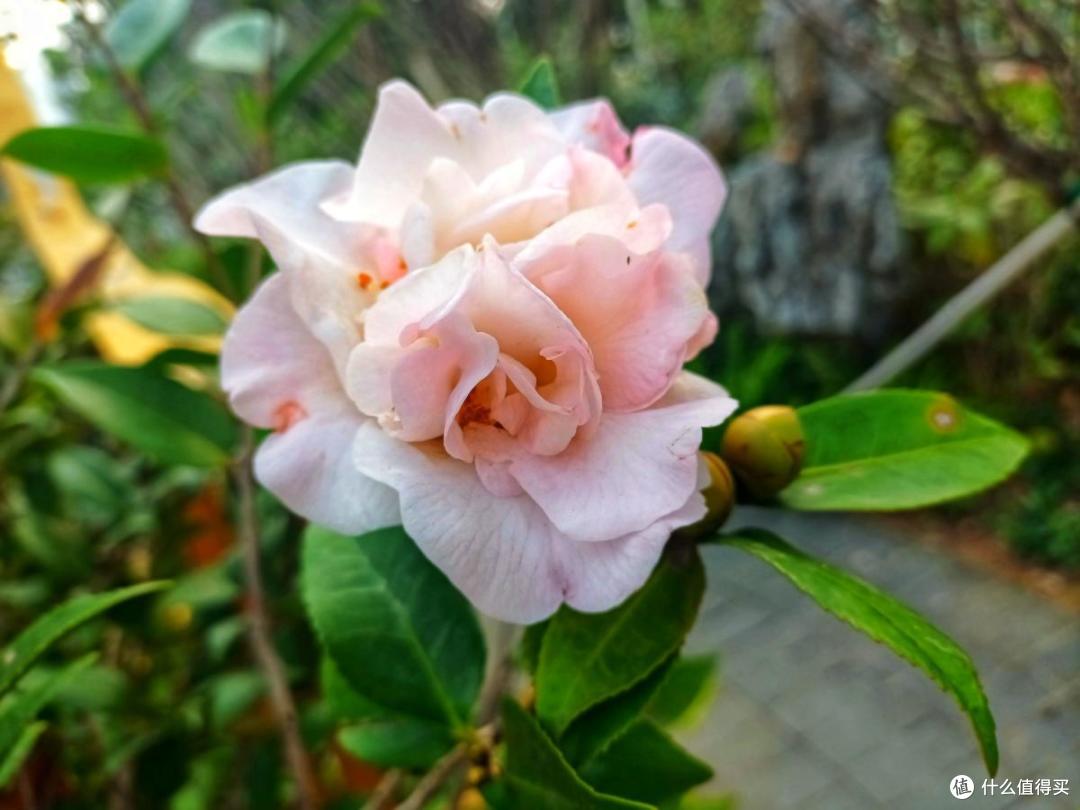茶花天生有“六怕”，避开才能枝叶翠绿，不脱苞