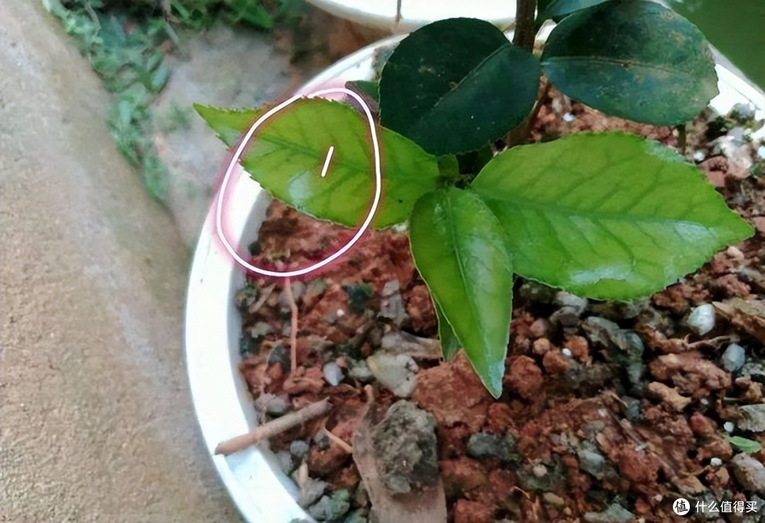 茶花天生有“六怕”，避开才能枝叶翠绿，不脱苞