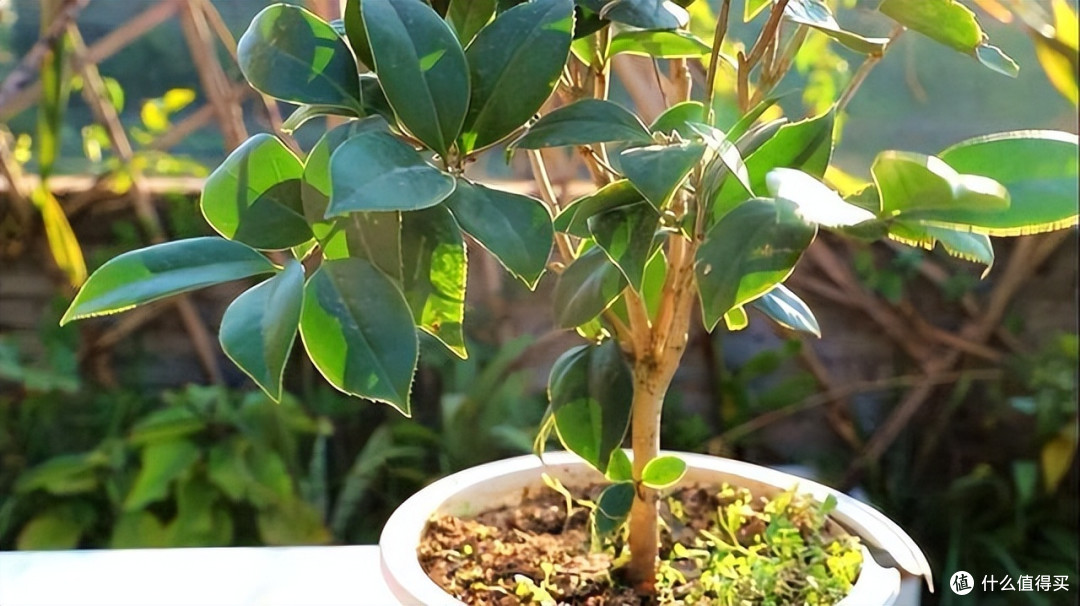 茶花天生有“六怕”，避开才能枝叶翠绿，不脱苞