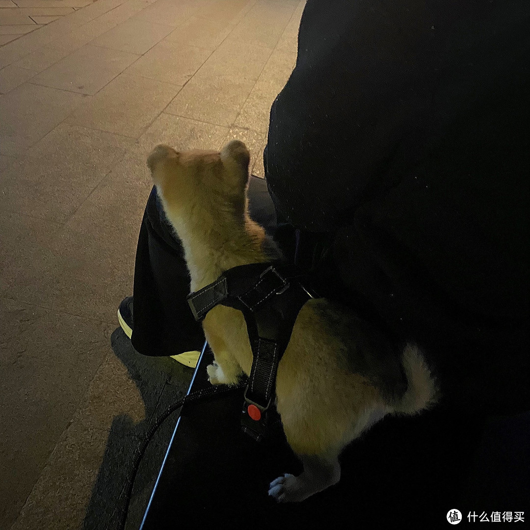 狗狗消费记账本,狗子牵引绳