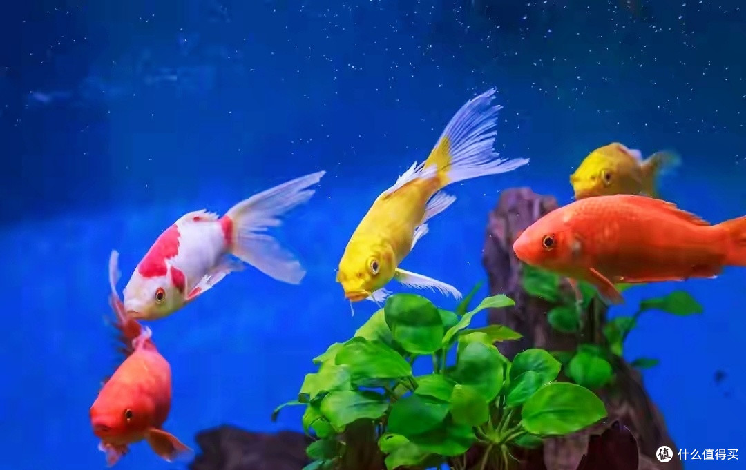 想玩草缸?我不是泼冷水,真不要纠结草缸,好看不好玩