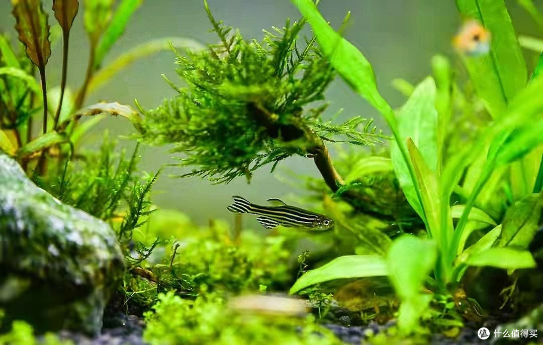 想玩草缸?我不是泼冷水,真不要纠结草缸,好看不好玩