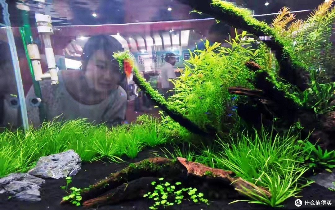 想玩草缸?我不是泼冷水,真不要纠结草缸,好看不好玩