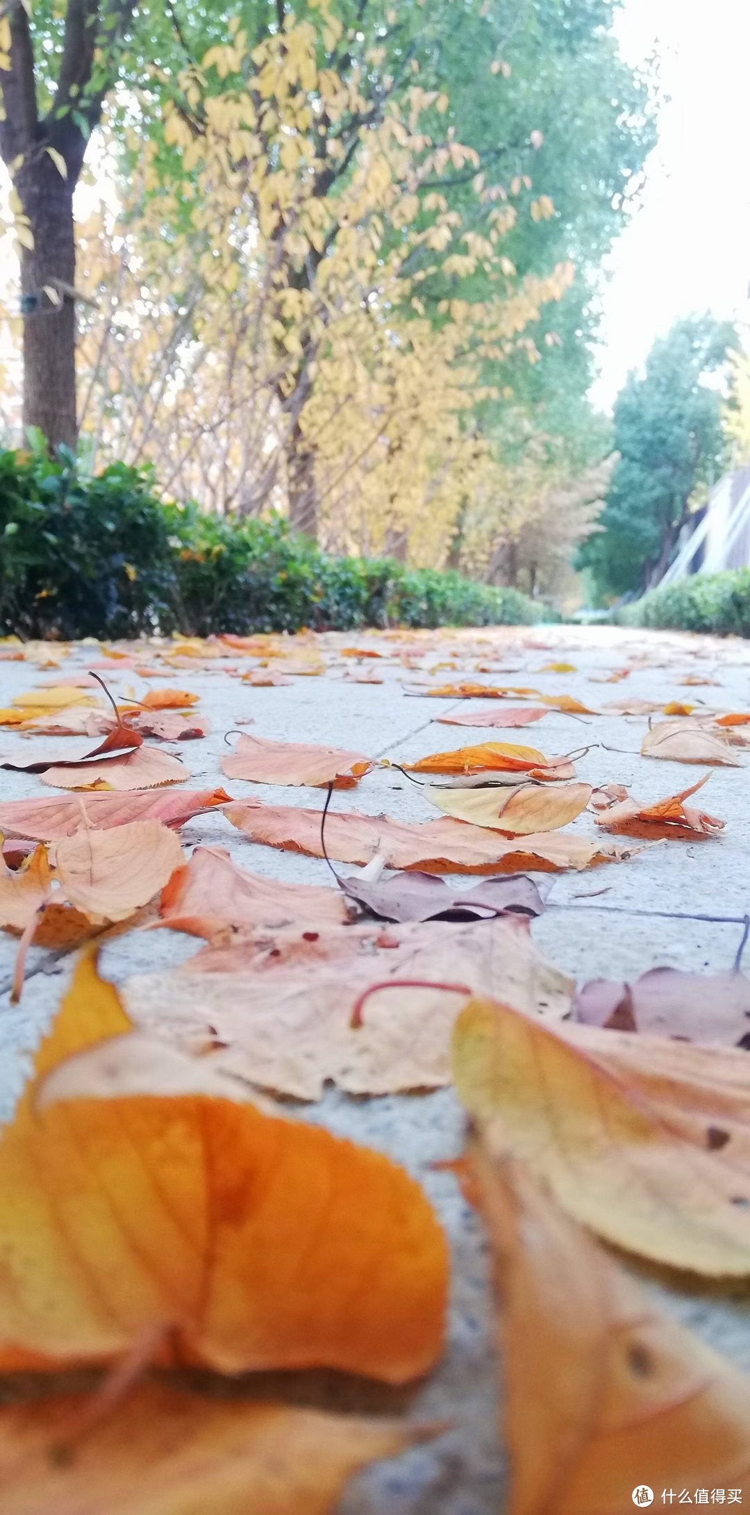 苏州的秋，随便一拍，都是美景！