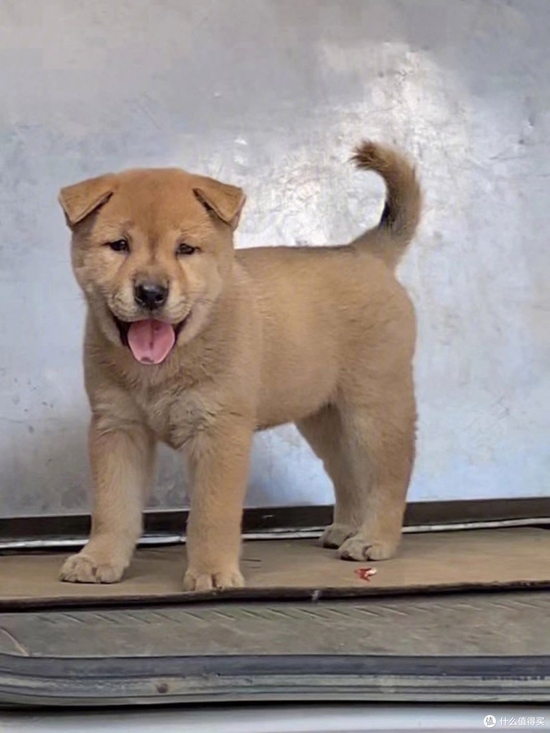 我的小黄 中华田园犬_狗狗_什么值得买