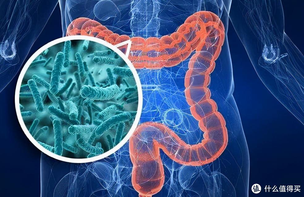益生菌，真的能调节肠胃吗？