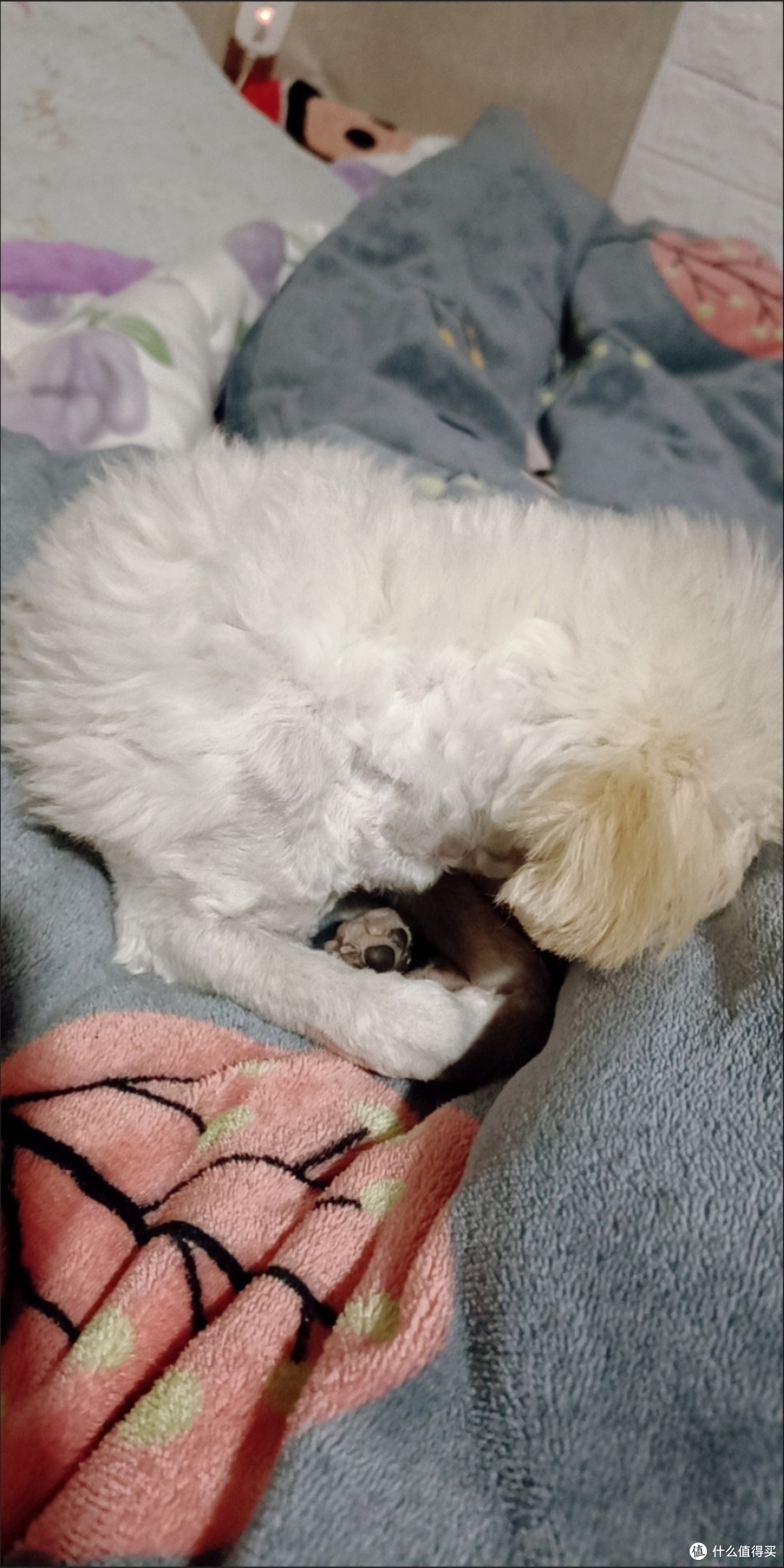 狗狗沐浴露