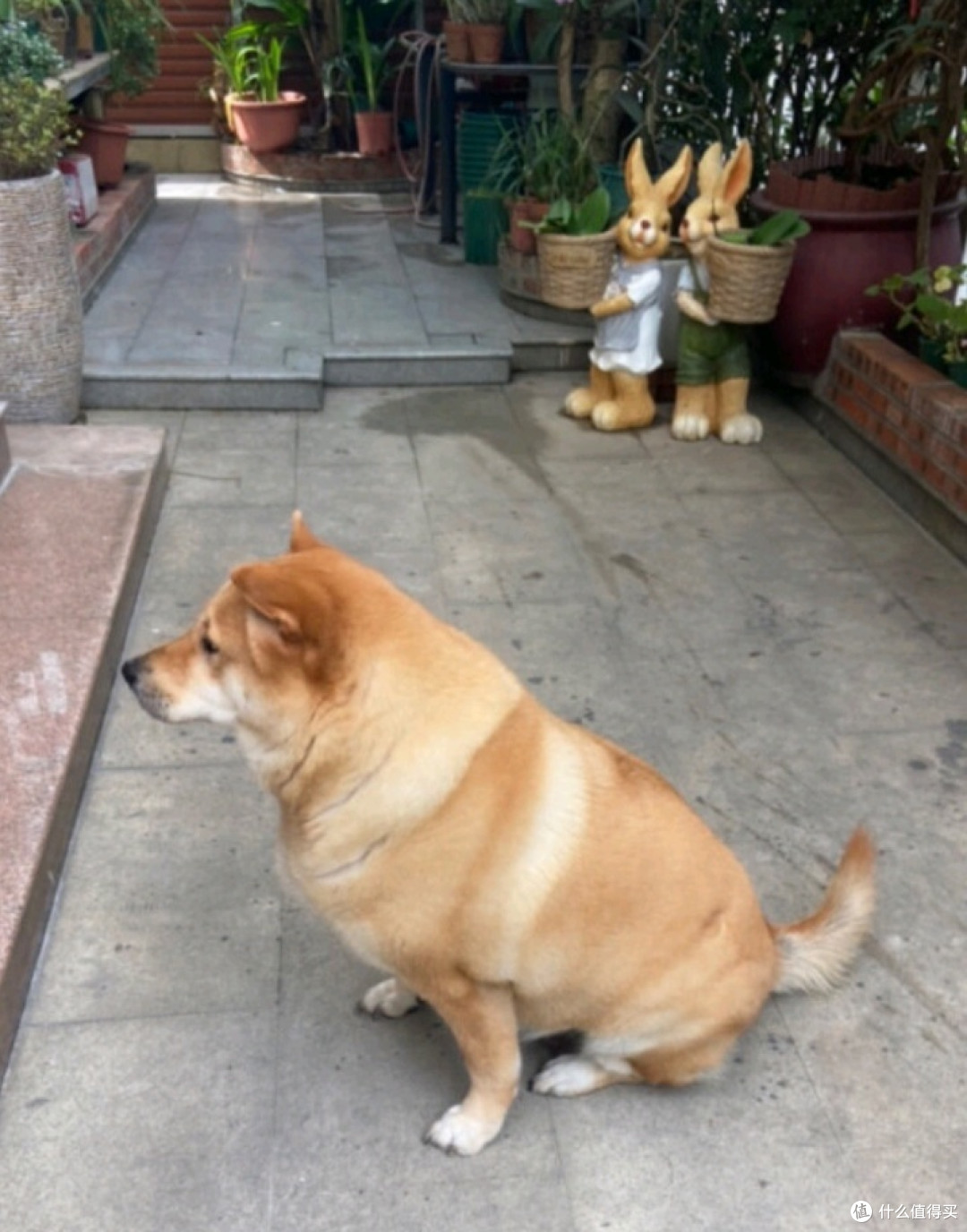 素力高进口清火去泪痕无骨鸡肉比熊柯基成犬粮