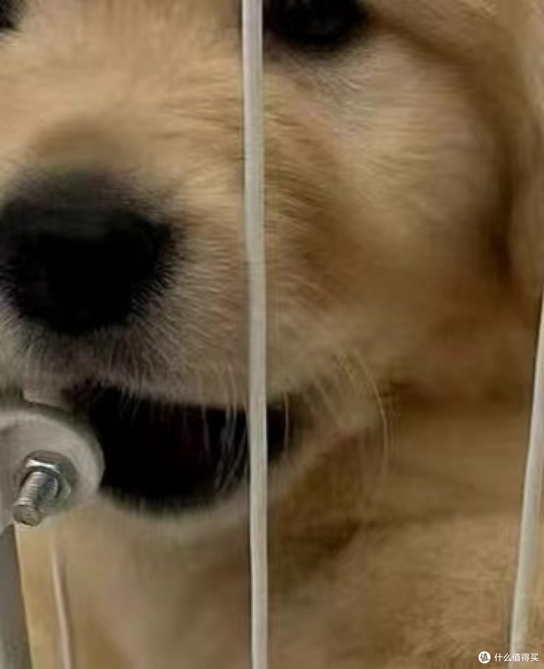 狗狗的陪伴。